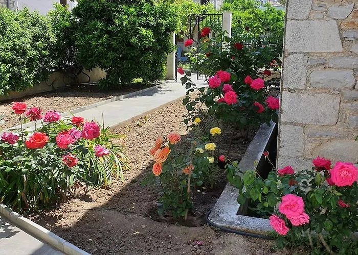 Ikies Zmas Хортон